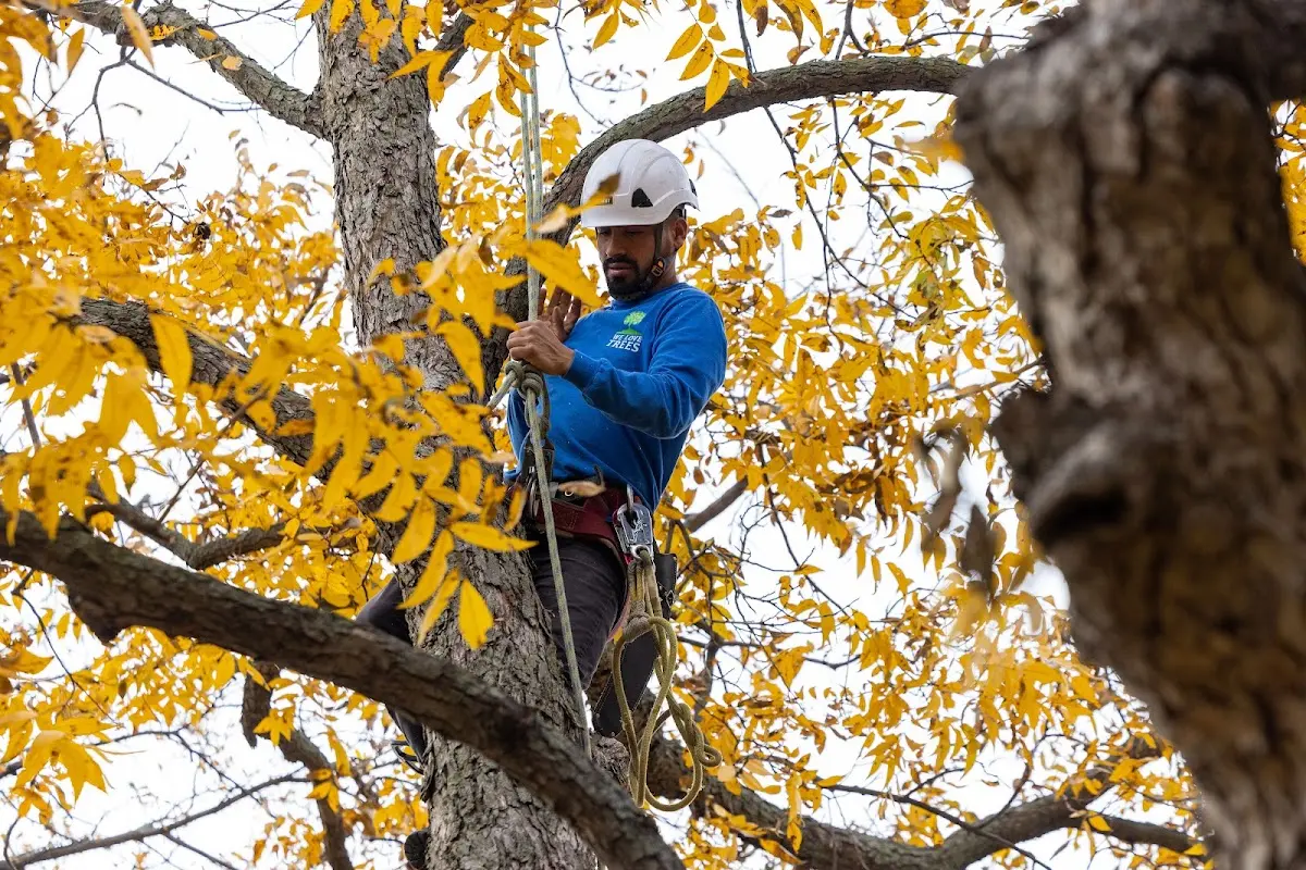 Skilled Tree Transplanting crew working in Babson Park