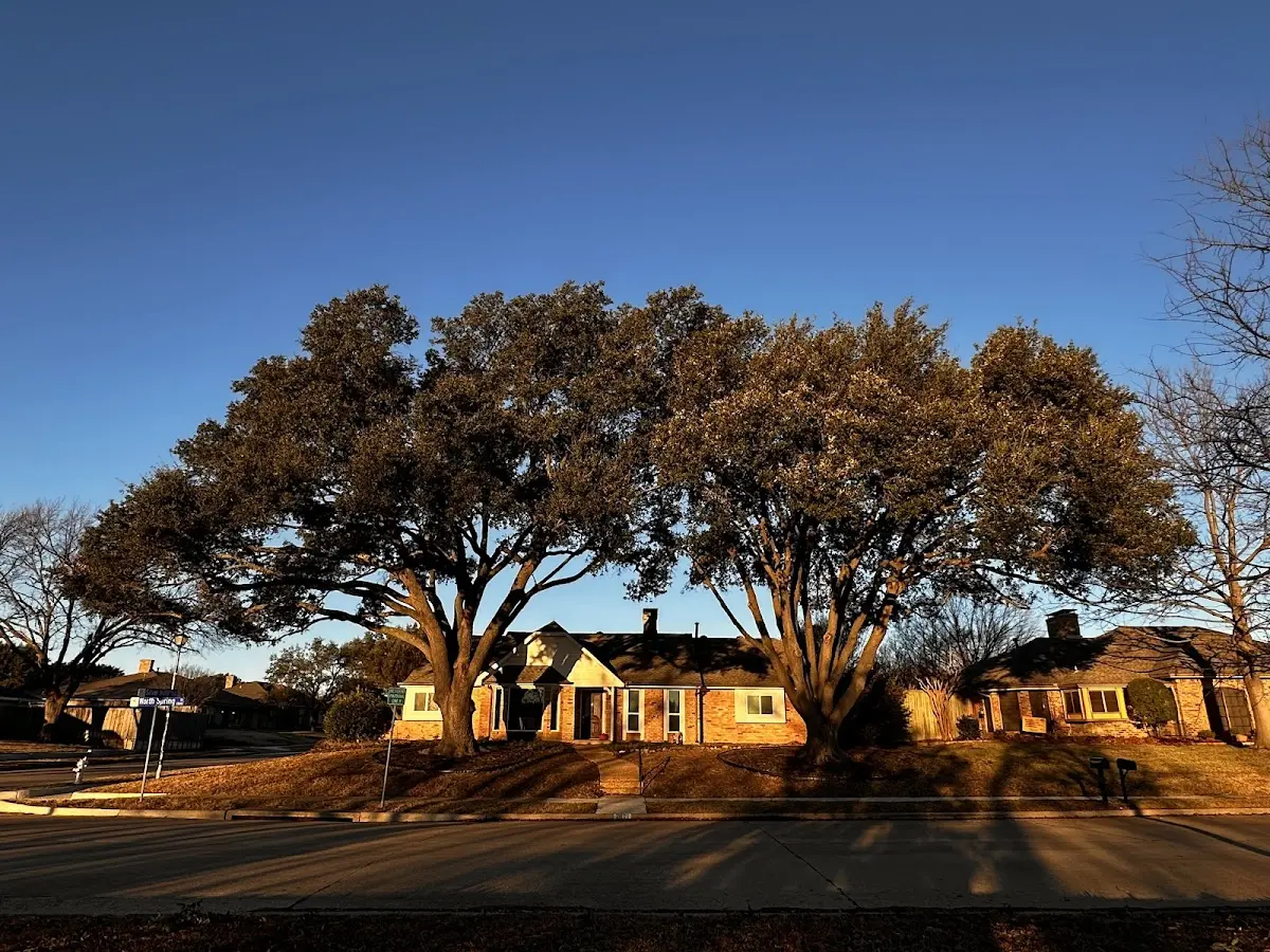 Established residential canopy tree shading a home in Babson Park